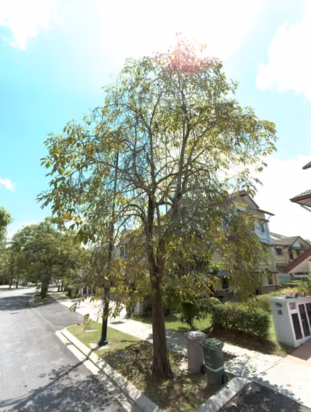 tree photo