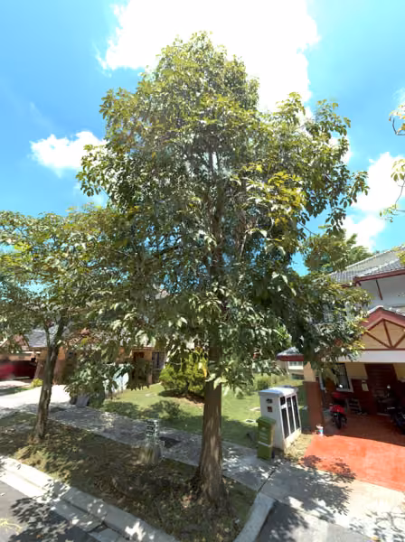 tree photo