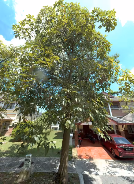 tree photo
