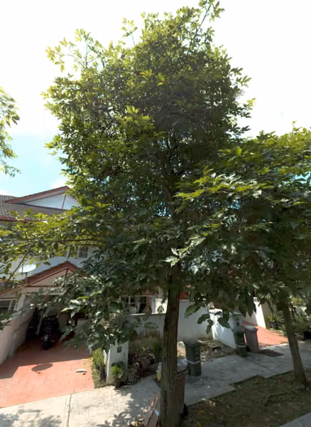 tree photo