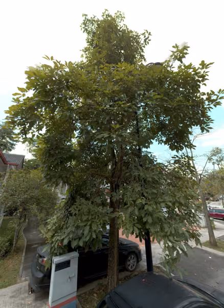 tree photo