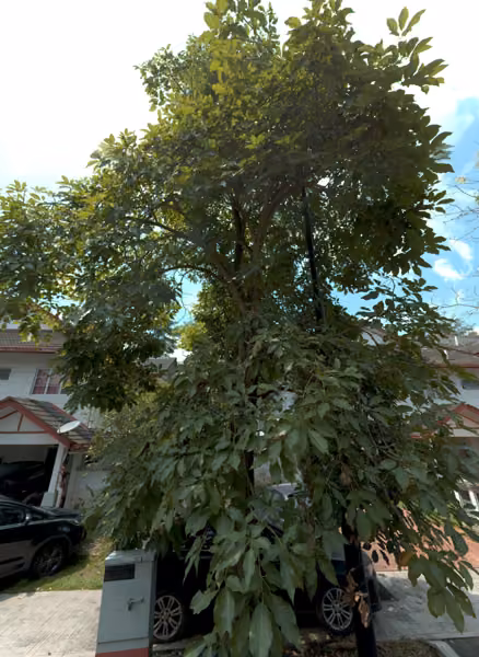 tree photo