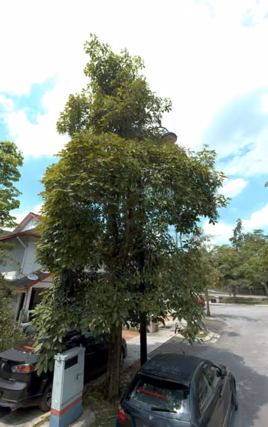 tree photo