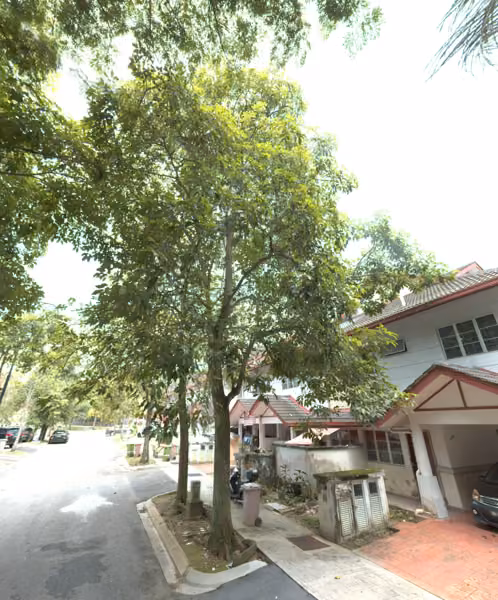 tree photo