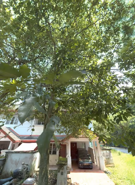 tree photo