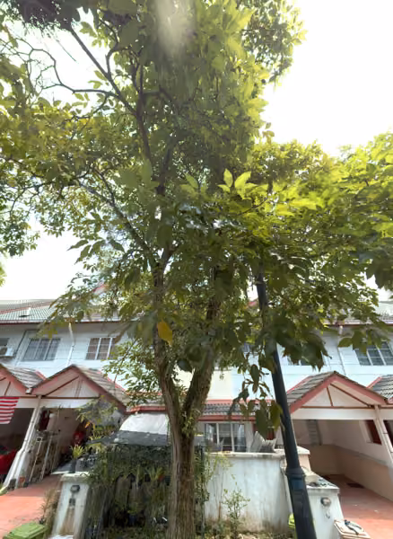 tree photo