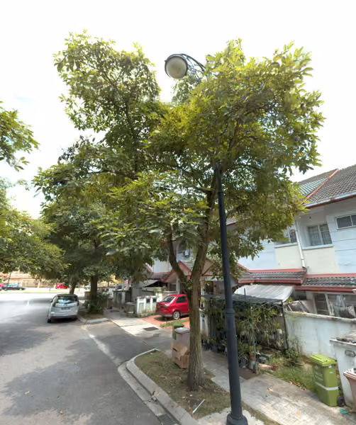 tree photo