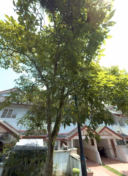 tree photo