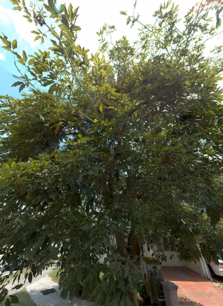 tree photo