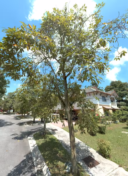 tree photo
