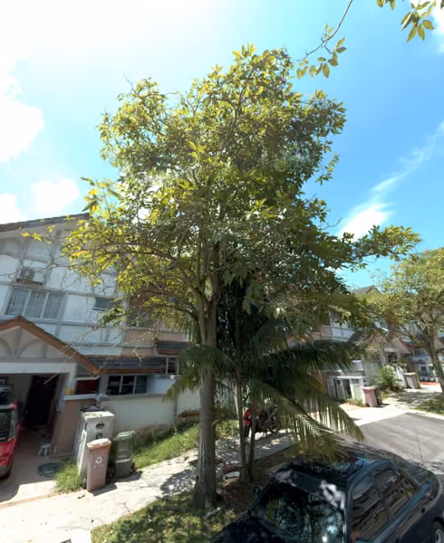 tree photo