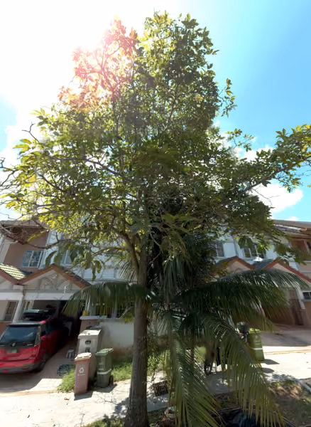 tree photo