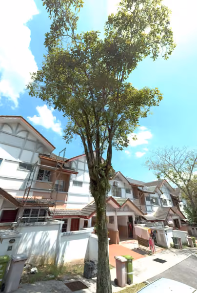 tree photo