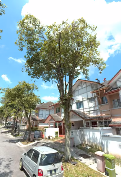tree photo