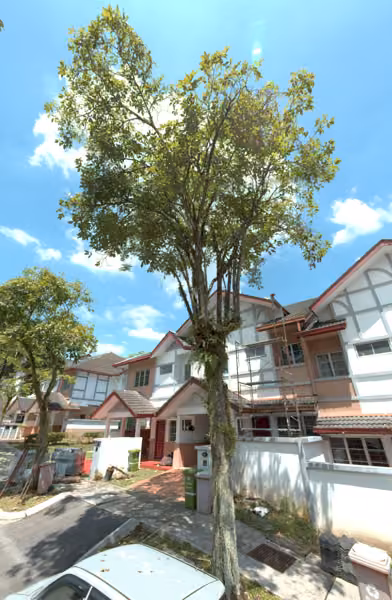 tree photo