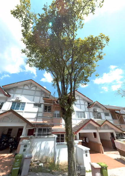 tree photo