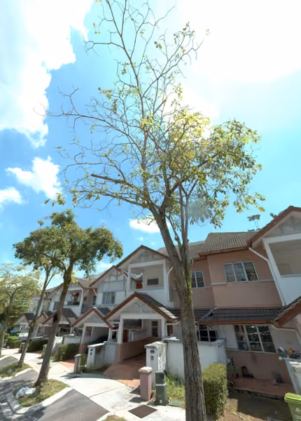 tree photo