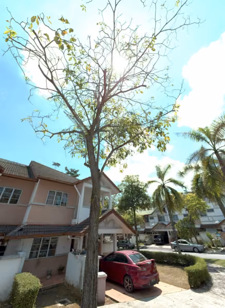 tree photo
