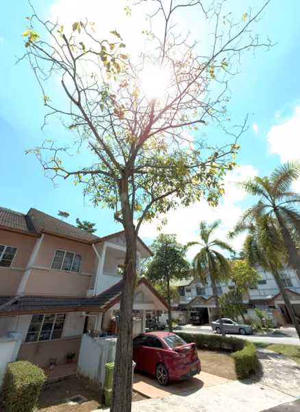 tree photo