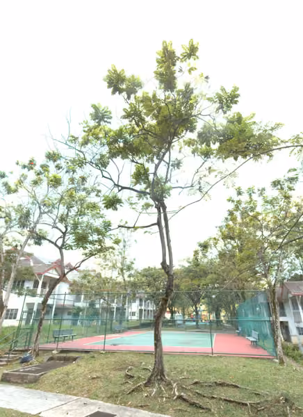 tree photo