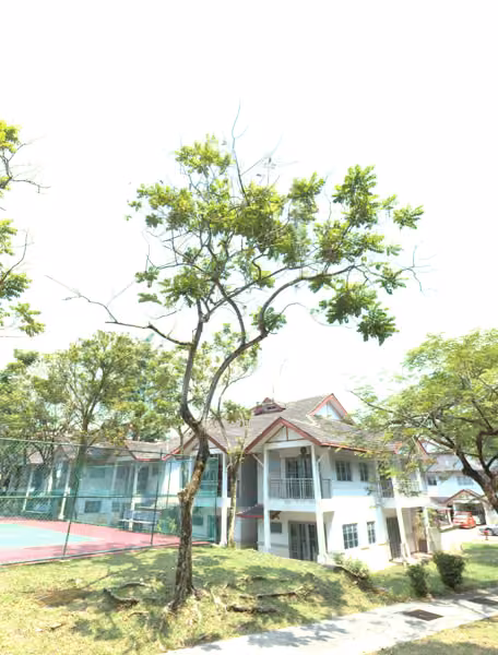 tree photo