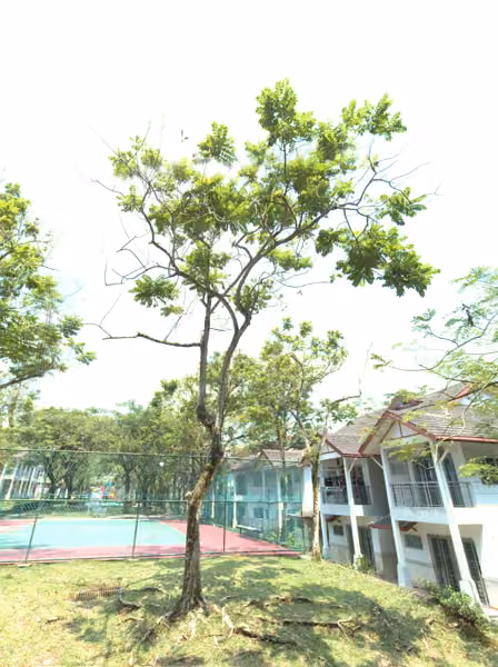 tree photo