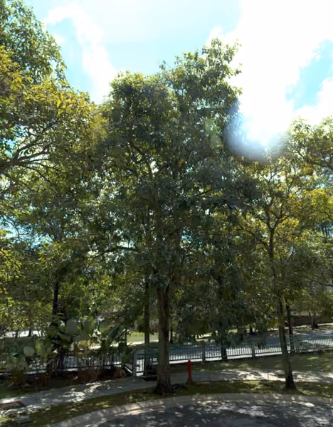 tree photo