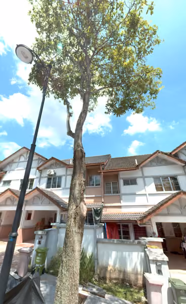 tree photo