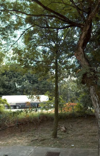 tree photo