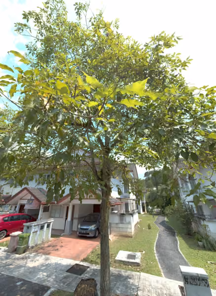 tree photo