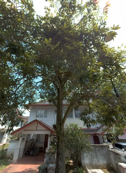 tree photo