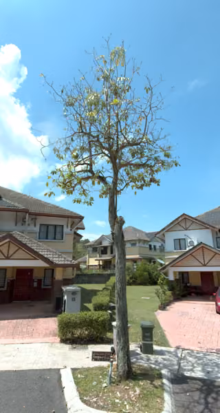 tree photo