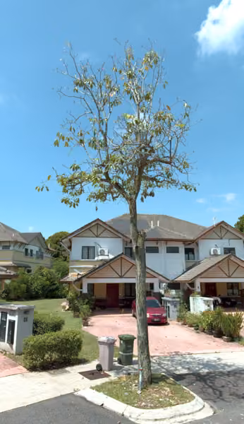 tree photo