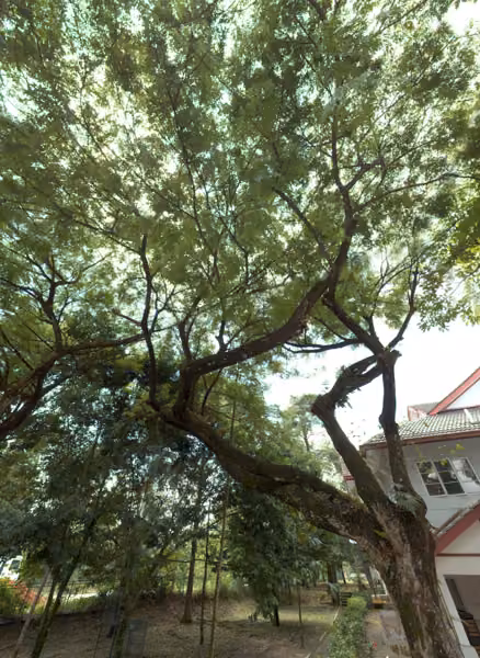 tree photo