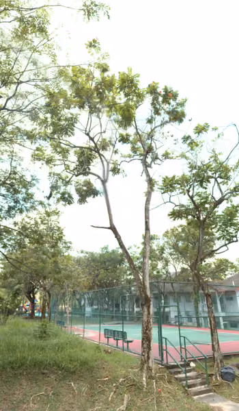 tree photo