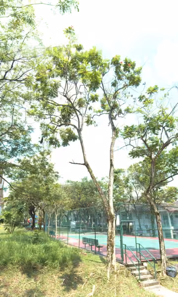 tree photo