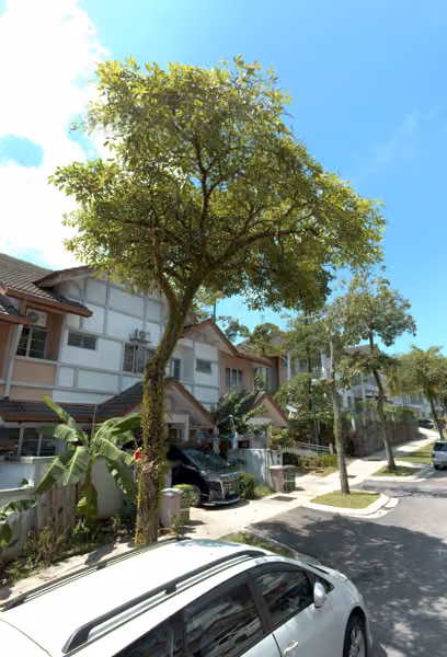 tree photo