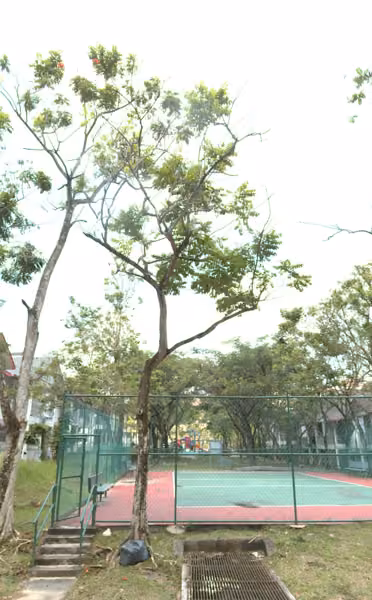 tree photo