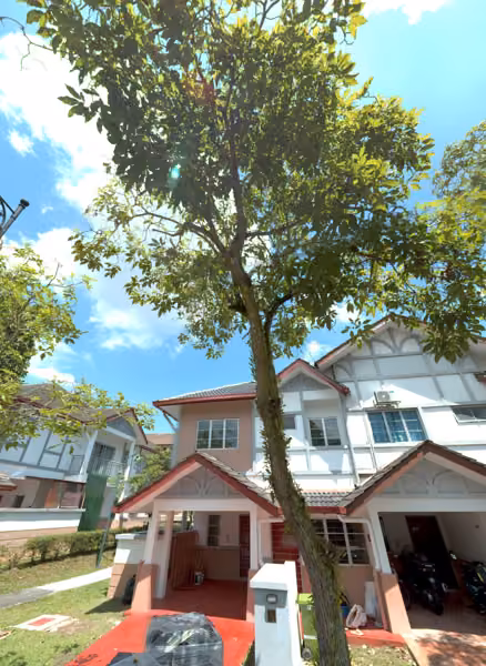 tree photo