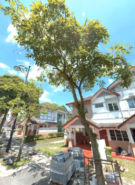 tree photo