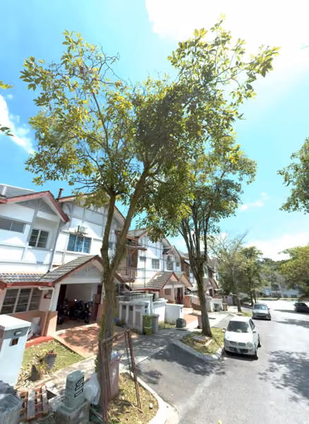 tree photo