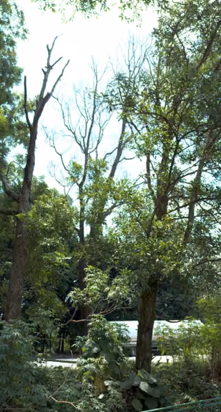 tree photo
