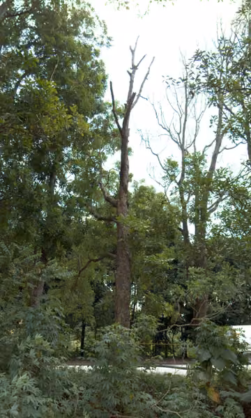tree photo