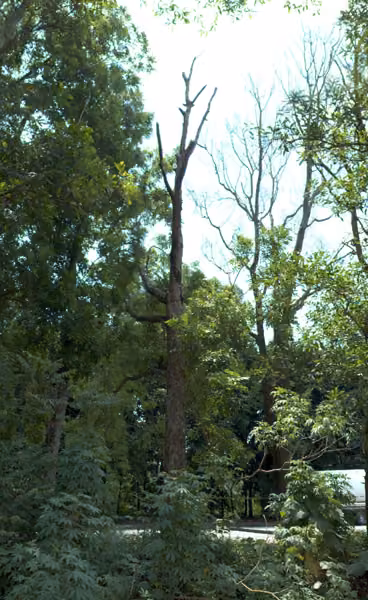 tree photo
