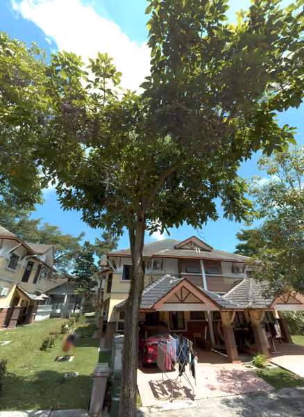 tree photo