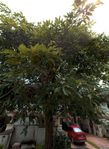 tree photo