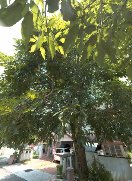 tree photo