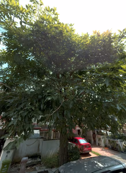 tree photo