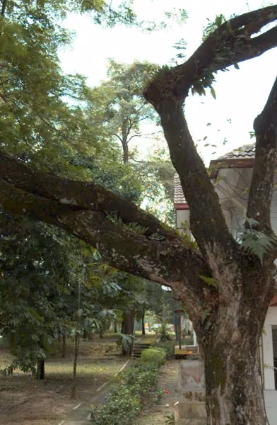 tree photo