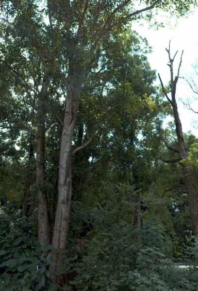 tree photo